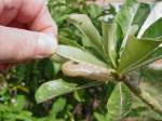 Eine Schmetterlingsraupe frass sich am 11.12.2010 bei mir im Garten ...