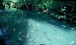 Gold- und andere Fische im klaren Wasser eines Baches im ...