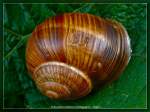 Weinbergschnecke  ...  Burkhard Kohnert 16.12.2010
