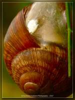 Weinbergschnecke  ...  Burkhard Kohnert 16.12.2010