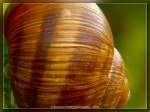 Weinbergschnecke  ...  Burkhard Kohnert 16.12.2010