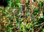 Libelle (Cordulegasteridae)am Bahndamm-Biotop n�he Ried;100918   ...