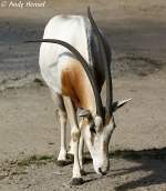 S�belantilope.    ...  Andy Hensel 29.10.2009