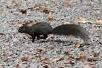 baumhornchen Dieses Grauh�rnchen (Sciurus carolinensis) hat es eilig. Am 2.10.2010 auf dem Gebiet des Royal Botanical Gardens in Hamilton,Ont.