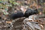 baumhornchen Grauh�rnchen (Sciurus carolinensis) bei der Beschaffung des Wintervorrats. 2.10.2010 auf dem Gebiet des Royal Botanical Gardens in Burlington,Ont.