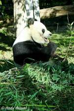 Gro�er Panda.   ...  Andy Hensel 29.10.2009