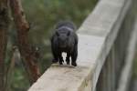 Angriff des Grauh�rnchens (Sciurus ...  Gilbert Angermann 19.12.2010
