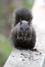 Grauh�rnchen (Sciurus carolinensis) am ...  Gilbert Angermann 20.12.2010