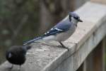 Blauh�her (Cyanocitta cristata) am ...  Gilbert Angermann 20.12.2010