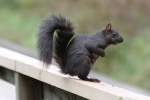 Grauh�rnchen (Sciurus carolinensis) am ...  Gilbert Angermann 20.12.2010