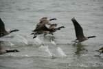 meerganse-branta Ein Schwarm Todds Kanadag�nse (Branta canadensis interior) beim Startanfang aus dem Niagara River.