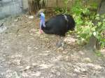Ein Kasuar fotografiert in Bangkok in einem Tierpark im Juni ... Ein Kasuar fotografiert in Bangkok in einem Tierpark im Juni ...