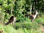 2 Rehe �sen gem�chlich ...  JohannJ 27.12.2010