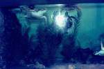 Eine Schildkr�te im Seaquarium ...  Volker Hunsche 31.12.2010