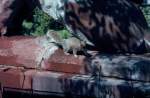 Ein Baumh�rnchen ...  Volker Hunsche 31.12.2010