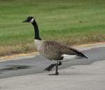 meerganse-branta Eine Todd Kanadagans (Branta canadensis interior) h�lt den flie�enden Verkehr auf dem Niagara-Parkway auf.