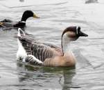 Eine mir unbekannte  GANS  ...  ferdinand baumgartner 04.01.2011