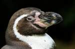 Humboldtpinguin    ...