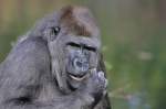 Westlicher Flachlandgorilla ...  Andy Hensel 05.01.2011