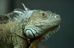 Gr�ner Leguan   ...  Andy Hensel 05.01.2011