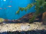 Wabenschilderwels im Aquarium vor ...  Robert Waldeck 05.01.2011