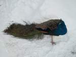 Pfau im Chemnitzer Tiepark. 05.01.2011.   ...