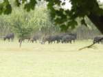 Eine Herde Stiere in ...  Volker Hunsche 07.01.2011