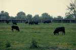  Schwarze Stiere der Camargue  ...  Volker Hunsche 08.01.2011