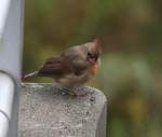 Hierbei m��te es sich um ein Kardinalweibchen (Cardinalis cardinalis) handeln, ...