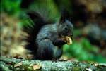 Ein Eichh�rnchen ...  Volker Hunsche 08.01.2011
