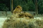 L�we in der R�serve Africaine de Sigean in S�dfrankreich im ...