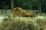 L�we in der R�serve Africaine de Sigean in S�dfrankreich im ...