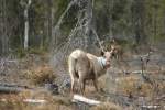 Ein Rentier (Rangifer tarandus) ...  Gilbert Angermann 29.10.2009