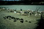 Rosa Flamingos und andere ...  Volker Hunsche 11.01.2011