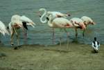 Rosa Flamingos in der ...  Volker Hunsche 11.01.2011