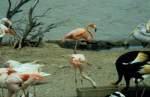 Rosa Flamingos in der ...  Volker Hunsche 11.01.2011