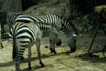 Zebras in der R�serve ...  Volker Hunsche 11.01.2011