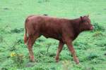 Rotes Aberdeen Angus Kalb ...  Gilbert Angermann 13.01.2011