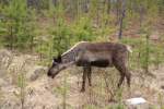 Dieses Ren (Rangifer tarandus) ...  Gilbert Angermann 29.10.2009