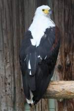 Schreiseeadler (Haliaeetus vocifer) am ...  Gilbert Angermann 14.01.2011