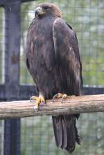 echte-adler-aquila Steinadler (Aquila chrysaetos) am 2.10.2010 in der African Lion Safari in Cambridge,Ont.