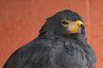 wustenbussarde-parabuteo W�stenbussard (Parabuteo unicinctus) am 2.10.2010 in der African Lion Safari in Cambridge,Ont.