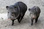 Halsbandpekaris ... und Piggeldy folgte Frederick. Halsbandpekaris (Pecari tajacu) am 2.10.2010 in der African Lion Safari in Cambridge,Ont.