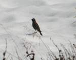 ammern Eine Spornammer (Calcarius lapponicus) im Schwedischen Borgafj�ll im Mai 2009.