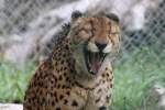 M�der Gepard am 2.10.2010 ...  Gilbert Angermann 15.01.2011