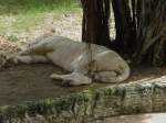 Ein wei�er Tiger in einem Gehege in Bangkok am 03.10.2006 ...