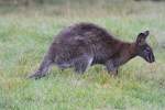 Rotnackenwallaby (Macropus ...  Gilbert Angermann 16.01.2011