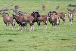 Eine Herde Mufflon-B�cke (Ovis ...  Gilbert Angermann 16.01.2011