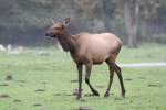 cervus-rothische-sikahirsche-wapitis Wapiti (Cervus canadensis) am 2.10.2010 im African Lion Safari in Cambridge,Ont.