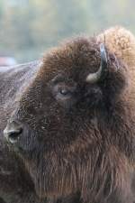 bisons-bison Kopf eines Amerikanischen Bisons (Bison bison) am 2.10.2010 in der African Lion Safari in Cambridge,Ont.